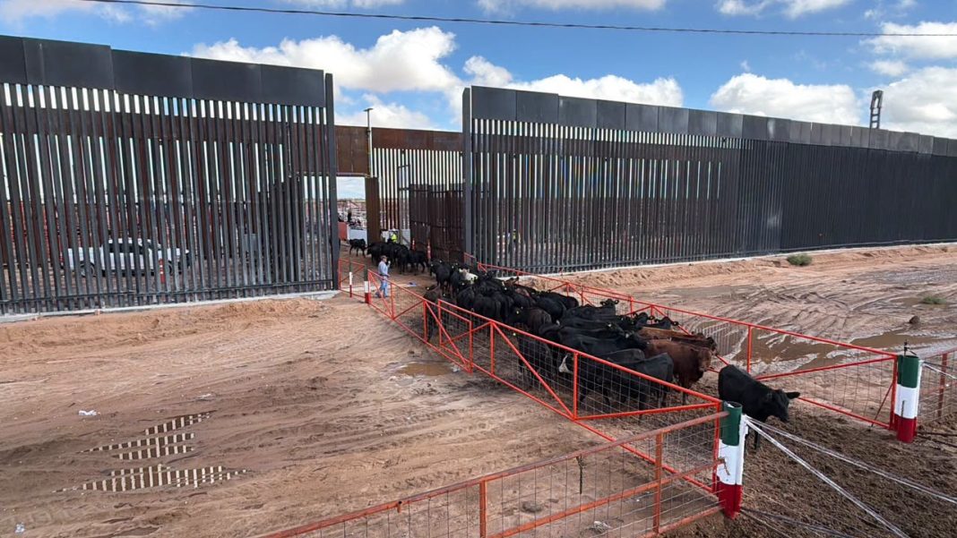 Reabren frontera de Chihuahua y NM a exportación de ganado Reabren frontera de Chihuahua y NM a exportación de ganado